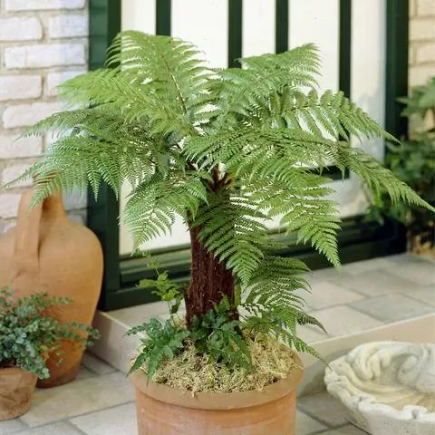 Новозеландский карманный папоротник