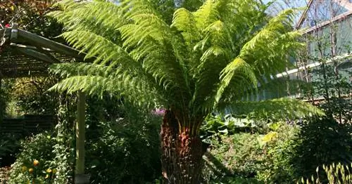 Древесные папоротники