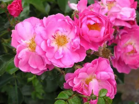 Почвопокровная роза 'Magic Meidiland'