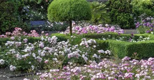 Почвопокровные розы, мелкокустарниковые розы