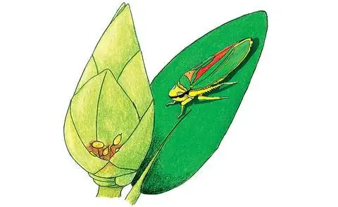 Яйцекладущий рододендрон-цикадка