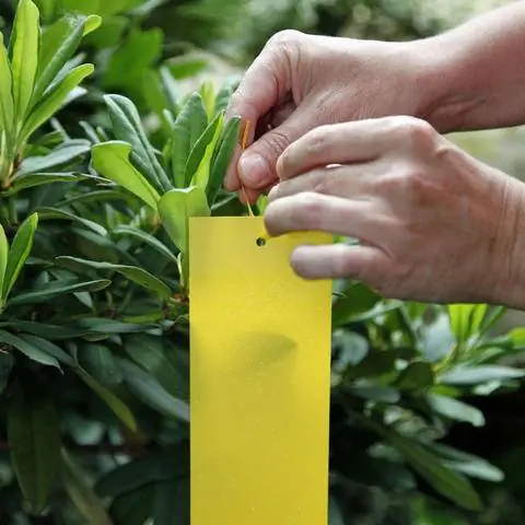 Борьба с цикадками рододендронов с помощью желтой панели