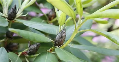 Рододендрон Листовертка