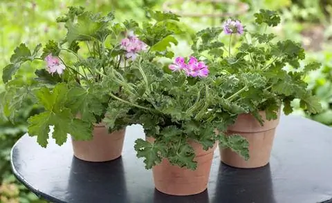 Пеларгония гравеоленс