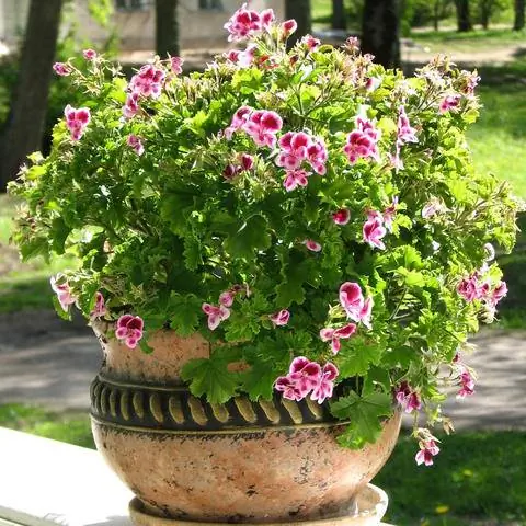 Горшечная посадка с душистой геранью