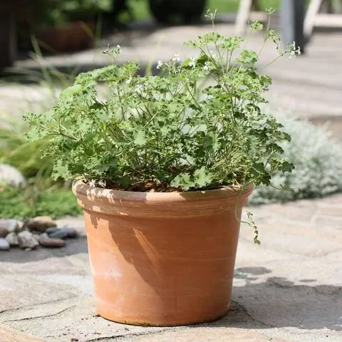 Пеларгония душистая