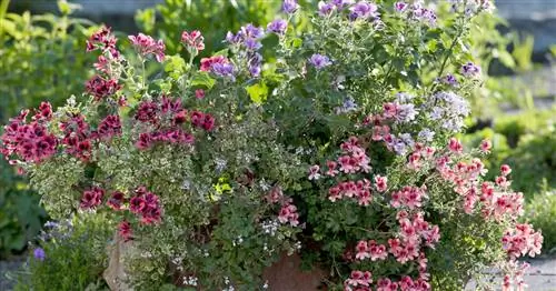 Душистая герань