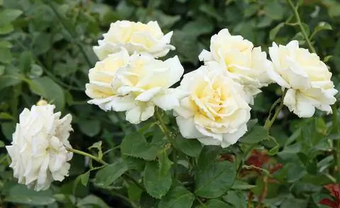 Чайно-гибридный сорт 'Ambiente'