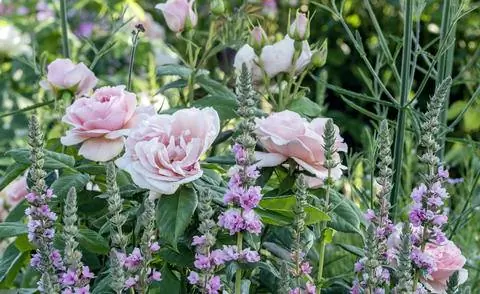 Чайно-гибридные розы с сопутствующими многолетниками