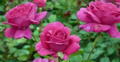 Чайно-гибридные розы