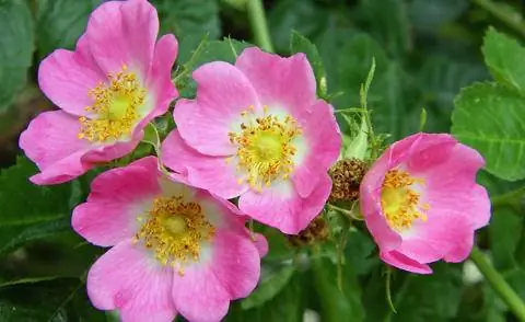 собачья роза