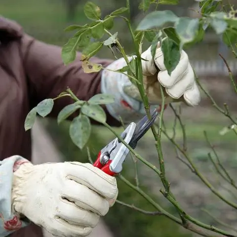 Срезанные штамбовые розы