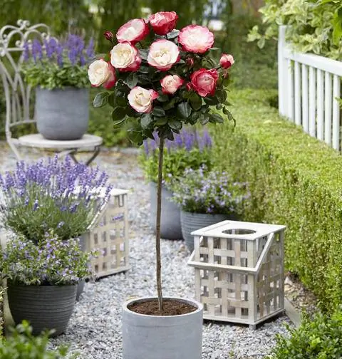 Чайно-гибридный "Ностальгия"