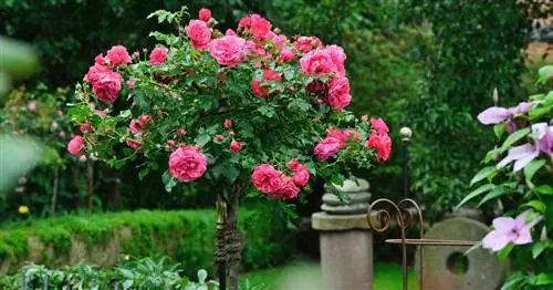 Стандартные розы