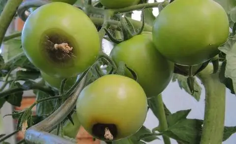 Верхушечная гниль на томатах