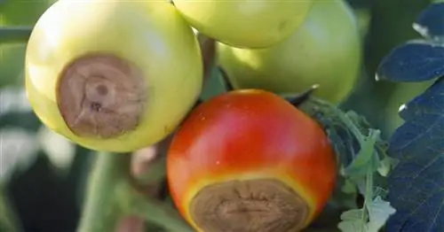 Верхушечная гниль