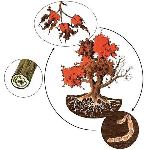 Вертициллезное увядание