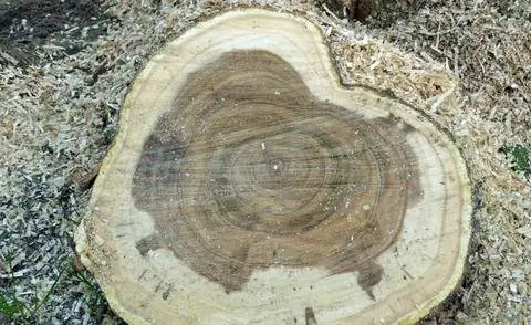 Трубчатое дерево вертициллезного увядания