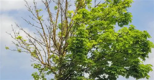 Вертициллезное увядание