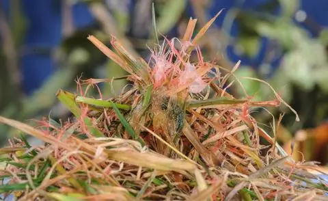 мицелий грибов