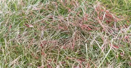 Красное кружево