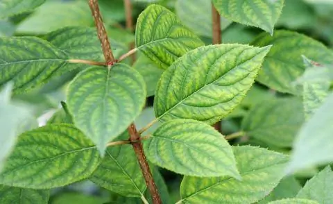 Лист гортензии с дефицитом магния