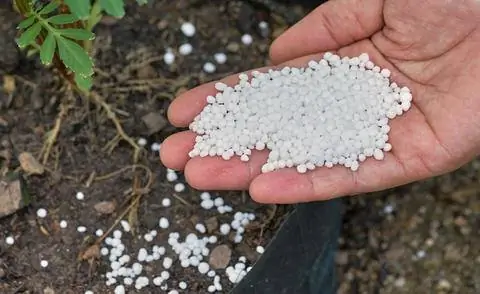 Внесите хвойное удобрение, магниевое удобрение