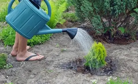 Удобряйте хвойные деревья