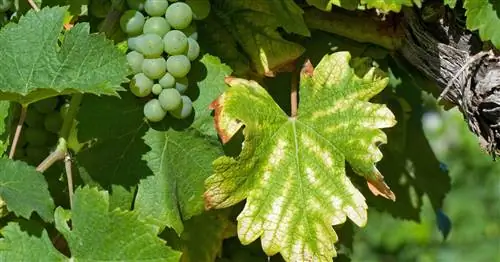 Магниевое удобрение