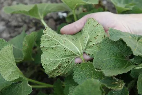 Болезнь растений ржавчина мальвы