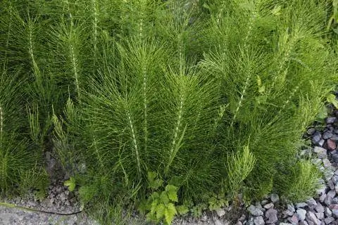 Хвощ полевой Equisetum arvense