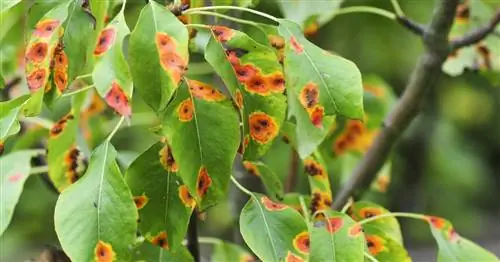 Ржавчинные грибы