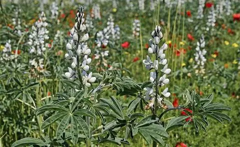 Белый люпин (Lupinus albus)