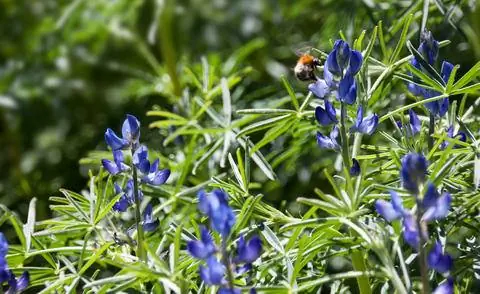 Люпин узколистный