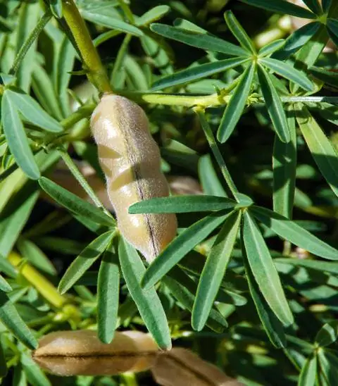 Коробочки с семенами люпина