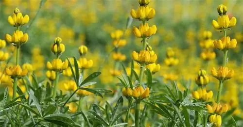 Люпин сладкий, Семена люпина