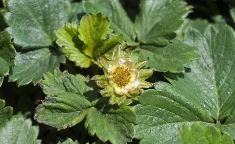 Цветки клубники заражены кожными клещами