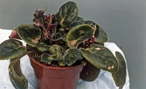 Африканская фиалка заражена чесоточным клещом