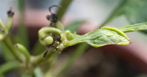 Клещи на мягкой коже