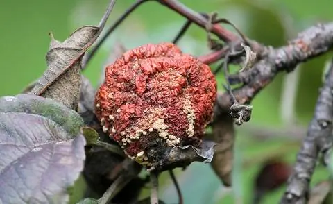 Монилиоз плодовой гнили на яблоне