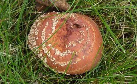 Яблоня с монилиозом плодовой гнили