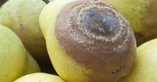 Монилиоз плодовой гнили