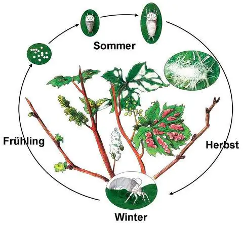 Жизненный цикл клещей грейпфрута в течение года