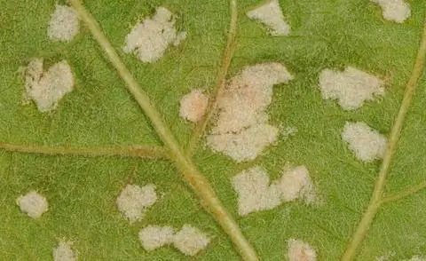 Поражение клещом оспы винограда на нижней стороне листа виноградной лозы