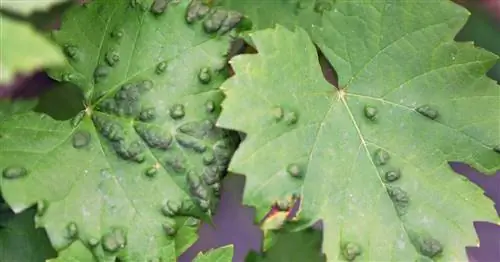 Виноградный клещ