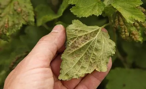 Поражение листьев смородинной пузырчатой вшью