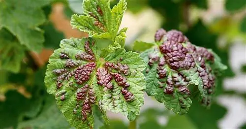 Смородиновая пузырная вошь