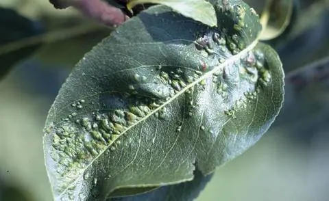 Листовая оспа на листе груши