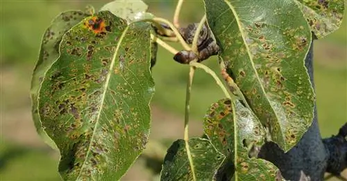 Клещ грушевой оспы