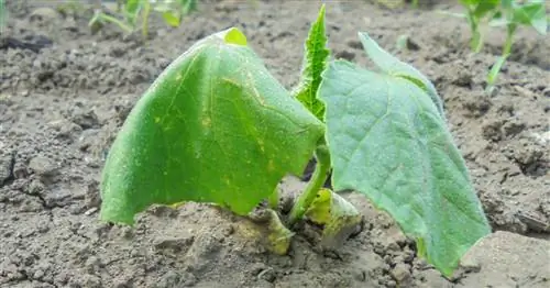 Увядание огурца